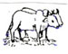 Terai ML-pair-oxen