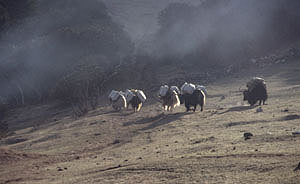 Tengboche 30 Yaks im Nebel  P 0300