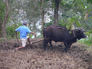 n05-01 armala hh 04 P0300