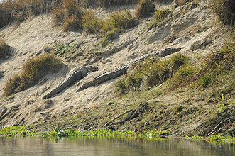 Chitwan 2011 103 Flussfahrt Krokodile y220