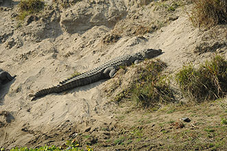 Chitwan 2011 104 Flussfahrt krokodil y220