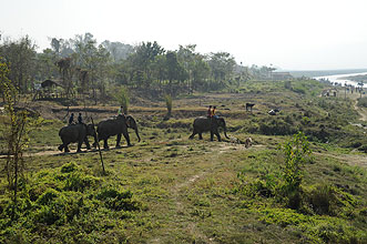 Chitwan 2011 15 Elefanten gehen zum Bad y220