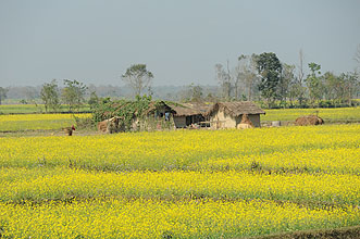 Chitwan 2011 26 hütte mit Rapsfeld y220
