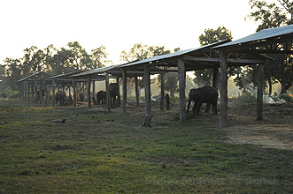 Chitwan 2011 67 elefantbreading center y220