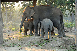 Chitwan 2011 75 elefantbreading center y220