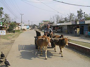 chitwan 2009 34 Ochsenkarren  y220