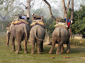 chitwan 2009 41 3 Elephant back y220