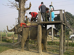 chitwan 2009 45 elephant Plattform y220