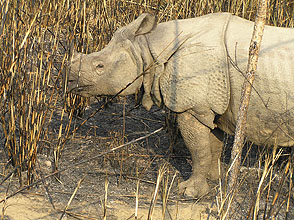 chitwan 2009 49 Rhino close y220