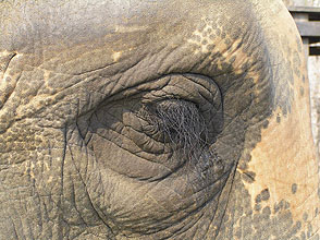 chitwan 2009 52 Elephant Eye y220