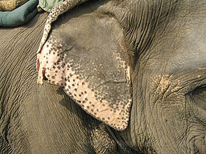 chitwan 2009 53 Elephant ear y220