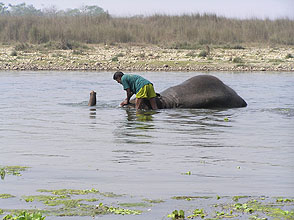 chitwan 2009 62 elephant bathing y220
