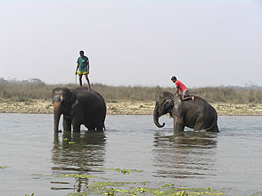chitwan 2009 67 elephant bathing y220