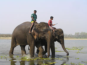 chitwan 2009 69 Elephant bath y220