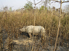 chitwan  2009 48  Rhino y220