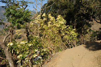 white poinsettia in nepal