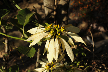 whit pointsettia Nepal Annapurna