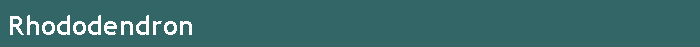 Rhododendron
