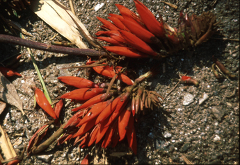 simal flower nepal