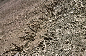 Tilicho 05-16 P 0300