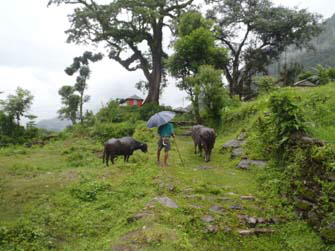 Trekking in Monsun round Annapurna Mulbazar