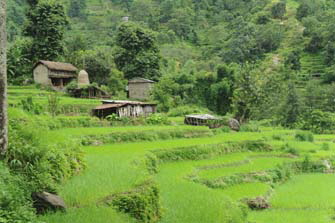 Trekking in Monsoon round Annapurna green fields