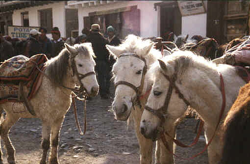 Mustang Ponys