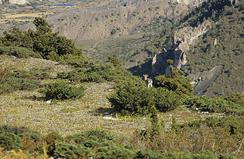 Khangsar--0885x 345 Khangsar--0885x 345