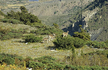 Khangsar--0886x 345 Khangsar--0886x 345