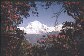 Trekking in Nepal: Phododendron mit Daulagiri